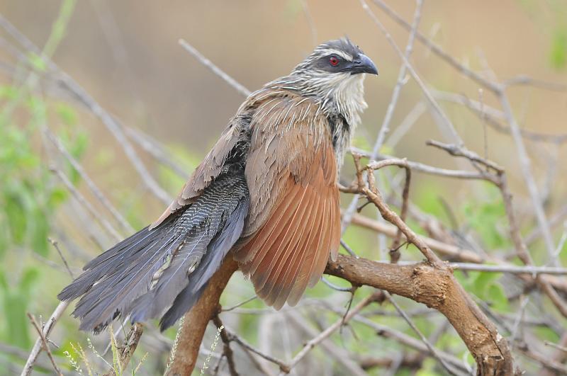 020_120107.JPG - White-Browed Coucal