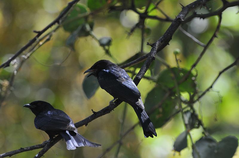 153_120115.JPG - Forktailed Drongo