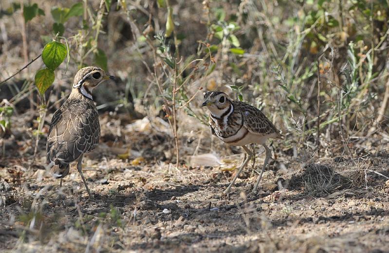 163_120115.JPG - Three Banded Courser