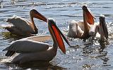 1.04e.pelicans