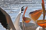 1.04f.pelicans
