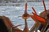 1.04h.pelicans