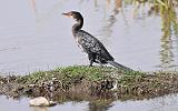 1.09b.cormorant