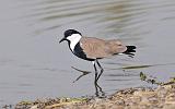 1.13a.spurwinged_lapwing