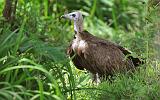 2.11a.hooded_vulture_juv