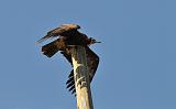 2.11b.hooded_vulture_juv