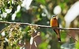 3.03a.bluebreasted_bee-eater