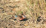 3.12a.blue-spotted_wood-dove