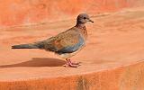 3.12c.laughing_dove