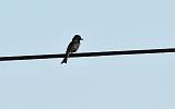 3.13.fork-tailed_drongo