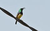 3.33a.yellow-bellied_sunbord