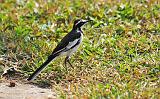 3.34a.african_pied_wagtail